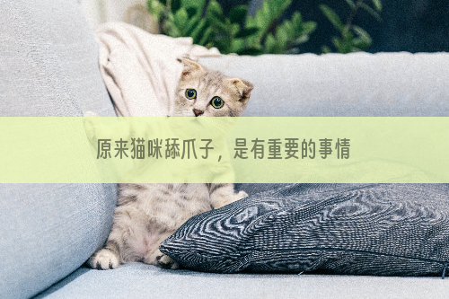 原来猫咪舔爪子，是有重要的事情要告诉你