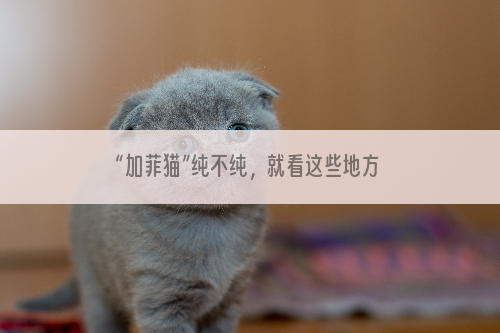 “加菲猫”纯不纯，就看这些地方了，串串根本装不了