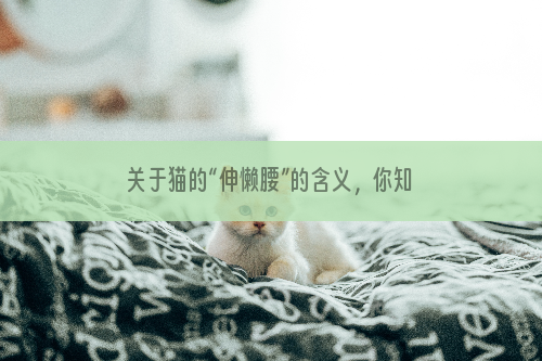 关于猫的“伸懒腰”的含义，你知道些什么？