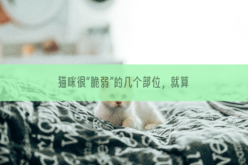 猫咪很“脆弱”的几个部位，就算犯了错，也不能打