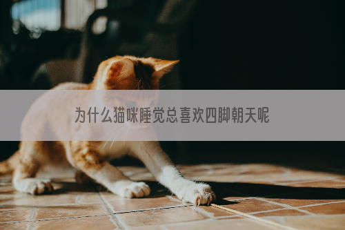 为什么猫咪睡觉总喜欢四脚朝天呢？原来背后隐藏了这些意思！