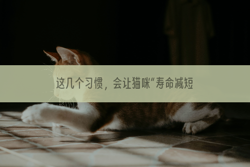 这几个习惯，会让猫咪“寿命减短”，不少人并没做到