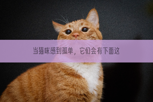 当猫咪感到孤单，它们会有下面这些表现，你知道吗？