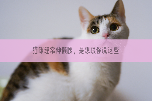 猫咪经常伸懒腰，是想跟你说这些话