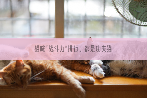 猫咪“战斗力”排行，都是功夫猫，你的猫在名单上吗？