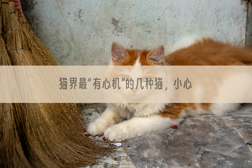 猫界最“有心机”的几种猫，小心思特别多，谁养谁头大！