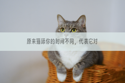 原来猫舔你的时间不同，代表它对你的态度不同