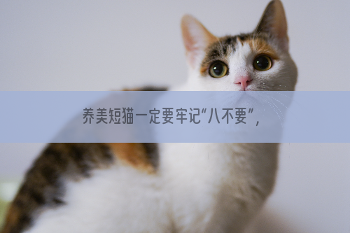 养美短猫一定要牢记“八不要”，这对它有好处。