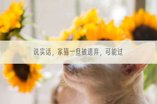 说实话，家猫一旦被遗弃，可能过几天就死了