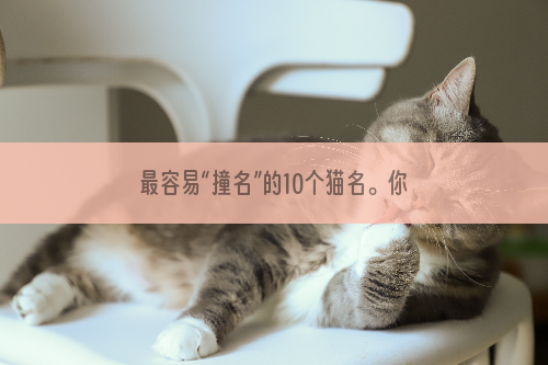 最容易“撞名”的10个猫名。你的猫撞名字了吗？