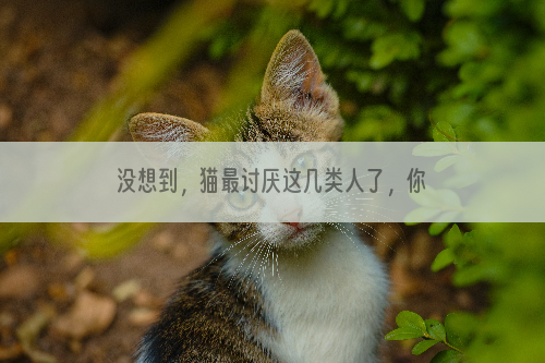 没想到，猫最讨厌这几类人了，你呢？