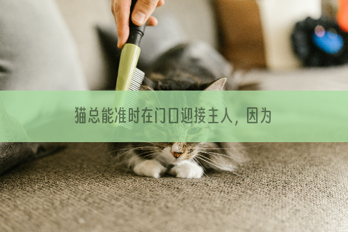 猫总能准时在门口迎接主人，因为它们有“超能力”！