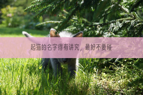 起猫的名字得有讲究，最好不要碰这些禁忌