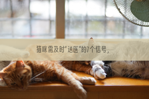 猫咪需及时“送医”的7个信号，新手家长们需要注意了