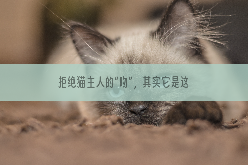 拒绝猫主人的“吻”，其实它是这么认为的。