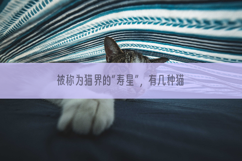被称为猫界的“寿星”，有几种猫可以陪你很久。
