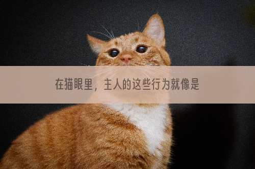 在猫眼里，主人的这些行为就像是“遗弃”