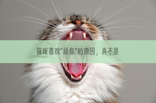 猫咪喜欢“舔你”的原因，真不是喜欢你，宠主们千万别伤心