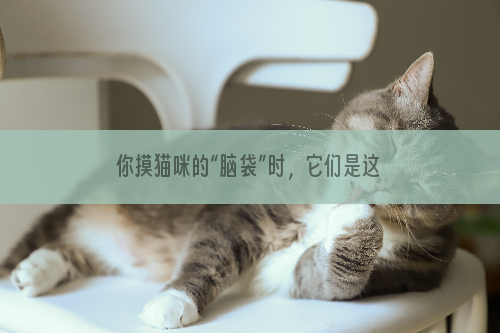 你摸猫咪的“脑袋”时，它们是这样想的，你家猫咪喜欢被你摸头吗？