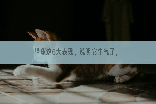 猫咪这6大表现，说明它生气了，你却还不知道？快去哄哄它吧