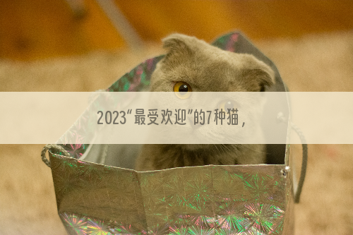 2023“最受欢迎”的7种猫，附上参考价格，可别被坑了！