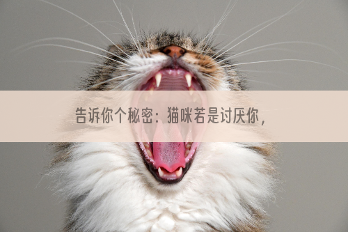 告诉你个秘密：猫咪若是讨厌你，就会有这些表现！