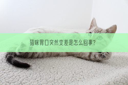 猫咪胃口突然变差是怎么回事？