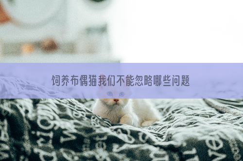 饲养布偶猫我们不能忽略哪些问题？