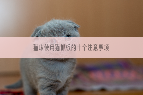 猫咪使用猫抓板的十个注意事项