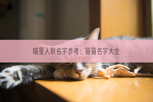喵星人取名字参考：猫猫名字大全