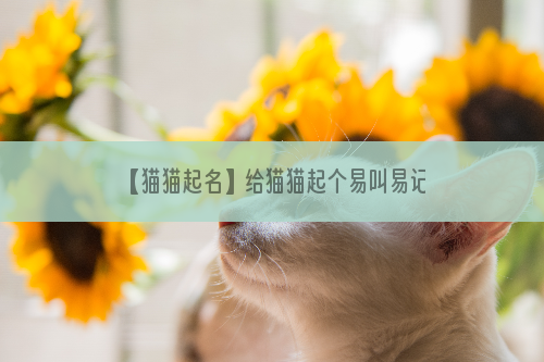 【猫猫起名】给猫猫起个易叫易记的名字