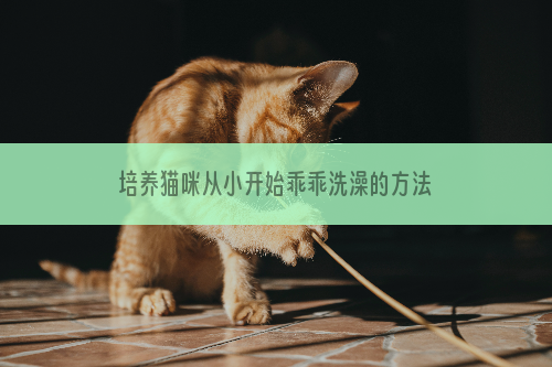 培养猫咪从小开始乖乖洗澡的方法