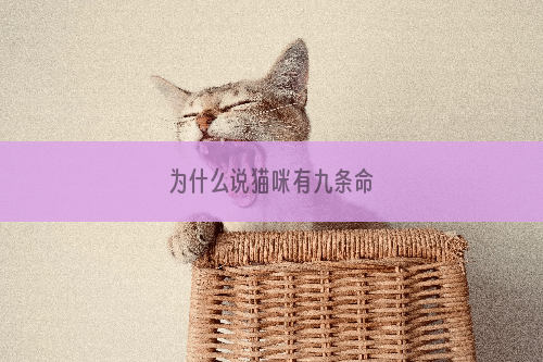 为什么说猫咪有九条命