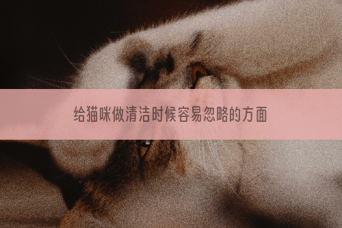 给猫咪做清洁时候容易忽略的方面