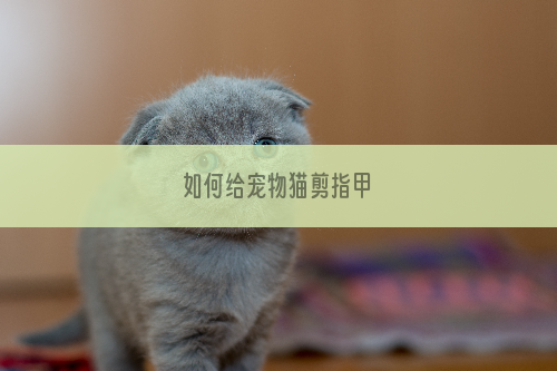 如何给宠物猫剪指甲