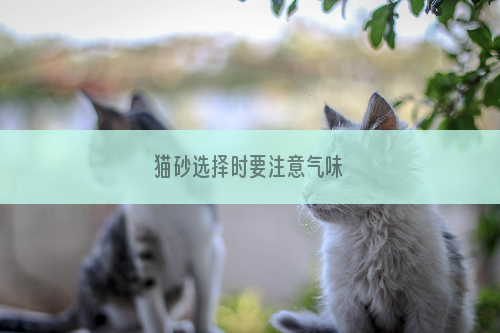 猫砂选择时要注意气味