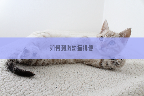 如何刺激幼猫排便