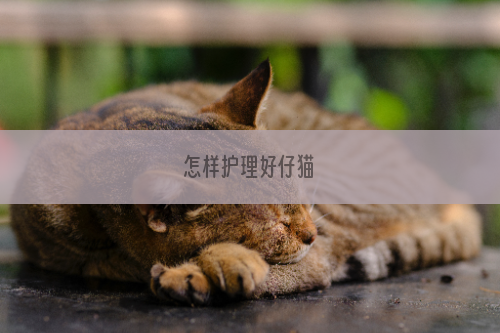 怎样护理好仔猫