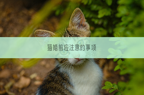 猫婚前应注意的事项