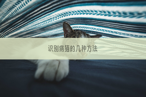 识别病猫的几种方法