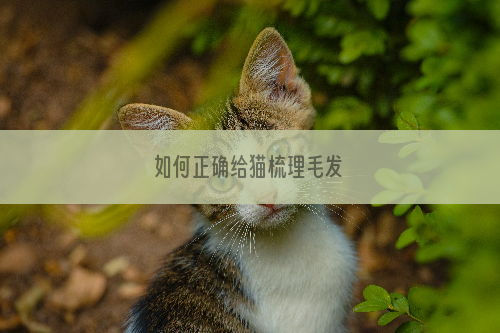 如何正确给猫梳理毛发