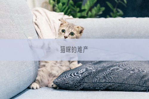 猫咪的难产