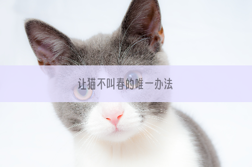 让猫不叫春的唯一办法