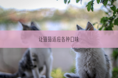 让猫猫适应各种口味