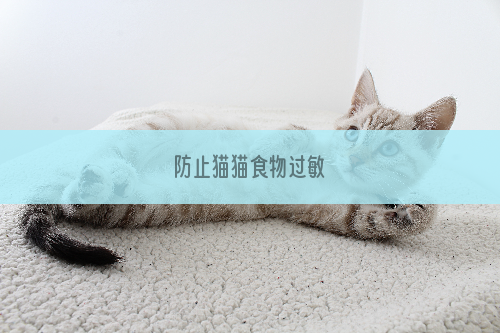 防止猫猫食物过敏