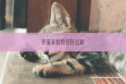 养猫家庭如何防过敏