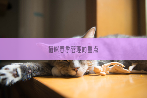 猫咪春季管理的重点