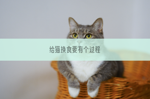 给猫换食要有个过程