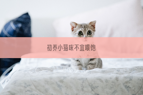 初养小猫咪不宜喂饱