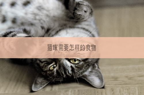 猫咪需要怎样的食物
